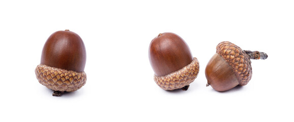 Ripe acorns isolated on a white background