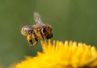 Biene im Flug vor Löwenzahn Blüte