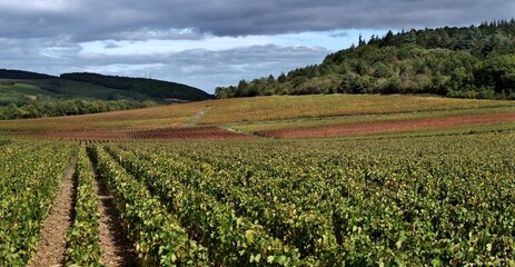 Fototapeta na wymiar Vignoble d'automne à Mercurey en Bourgogne.