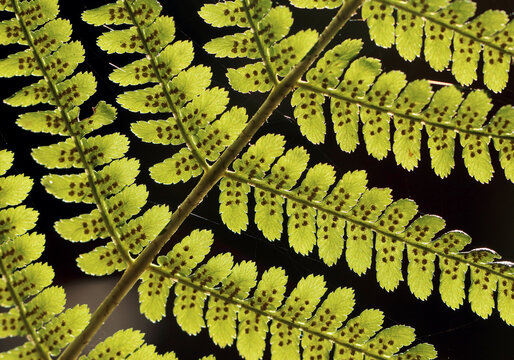 kentia palme samen Howea forsteriana 'Kentia Palm' XL – Majestätische und pflegeleichte  türkische Palme main image 1