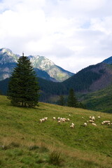 Fototapeta na wymiar Wypas owiec w Tatrach