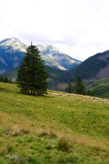Fototapeta na wymiar Górski wypas owiec