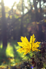 Bright yellow maple leaf against the backdrop of the sunset. Blurred background. Autumn mood. Copy space