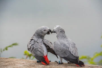 Two parrots or love birds in love kiss each other, Parrot love, African grey parrot sitting  and talking together with love emotion.