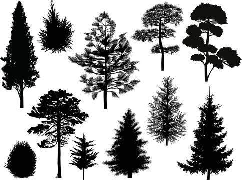 different trees eleven silhouettes isolated on white