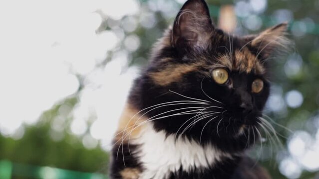 A beautiful tricolor and fluffy cat with a white mustache and green eyes sits on a table, looks around and licks its muzzle with its tongue against the background of blurry trees and the sky, close-up