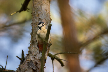 Great spotted woodpecker sitting on the tree branch into wood