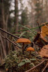 toadstools on green moss on a dark natural background. pagan wiccan, slavic traditions. Witchcraft, esoteric spiritual ritual