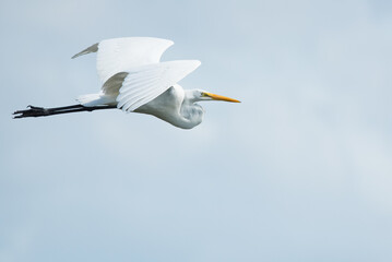 Egret flyby