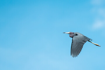 Heron flyby