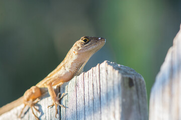 Lizard portrait