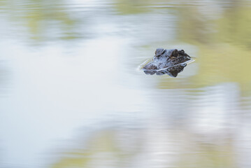 alligator in the pond
