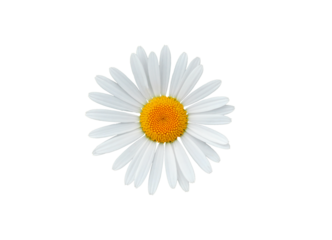 Daisy blossom isolated on white background