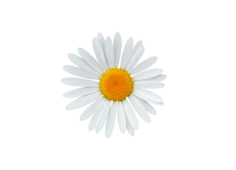 Gordijnen Daisy blossom isolated on white background © Soru Epotok