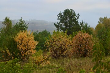 Trees with green, yellow and red leaves at the edge of the forest on a foggy morning. Fog covered all the fields and the forest in the background.