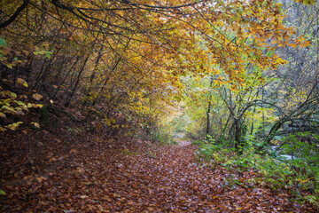 autumn in the forest