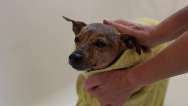 A beautiful and wet brown miniature pinscher is standing in the bathroom after a shower with a yellow towel on it and the hands of a caucasian girl are pulling out his ears, side view close-up in slow
