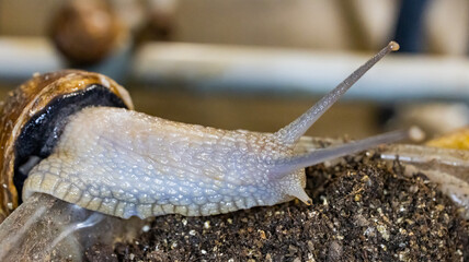 Organic cultivation of edible snails, a restaurant delicacy