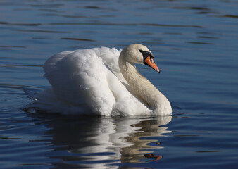 Obraz premium Mute swan