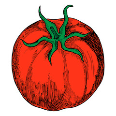 A tomato highlighted on a white background. Realistic vector illustration drawn by hand.