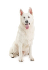 Cute Shepherd dog on white background
