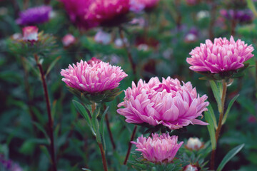 Fototapeta premium Three pink aster flowers. . Beautiful contrasting floral background. Copy space