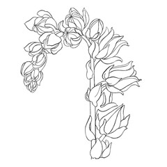 hand drawn flowersю Line illustration of echeveria. Floral minimalist sketches. Idea for logo, poster, postcard, botanical sketch, invitation. Print for clothes, accessories, phone wallpaper. 