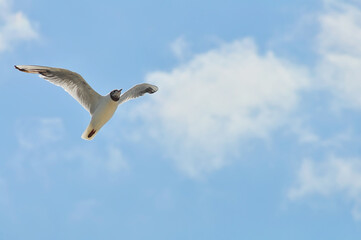 Lake seagull in flight against the background of the blue sky. White bird with open wings, photo from below