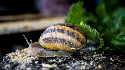 Organic cultivation of edible snails on Chinese cabbage leaves, a restaurant delicacy