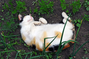A tricolor cat sleeps on the ground with its belly up. Cute pussy