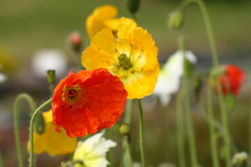 Islandmohn bunte Mohn Blüten