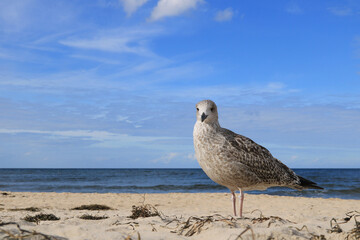 eine große Möwe am Strand in Nahaufnahme
