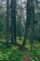 Fototapeta na wymiar A path crossing through Svartdalstjerna Primeval Forest Reserve of the Totenaasen Hills, Norway.