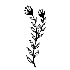 Simple botanical sketch of wild field plant,meadow grass.Vector graphic.