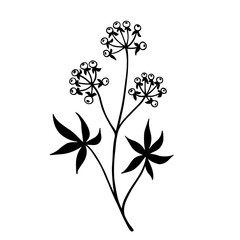 Simple botanical sketch of wild field plant,meadow grass.Vector graphic.