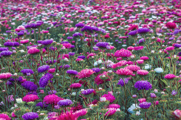 Obraz premium Flower field. Lots of colorful asters. Growing decorative flowers for sale. Beautiful floral background. Horizontal