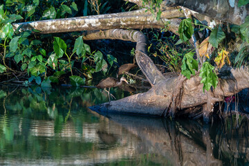 The beautiful lagoon of Limoncocha, biological reserve.