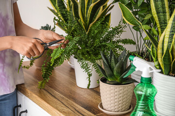 Woman cutting branch of houseplant at home