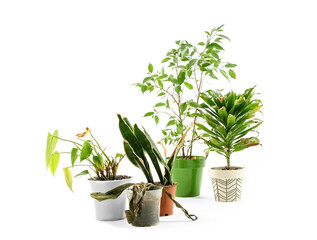Wilted plants on white background