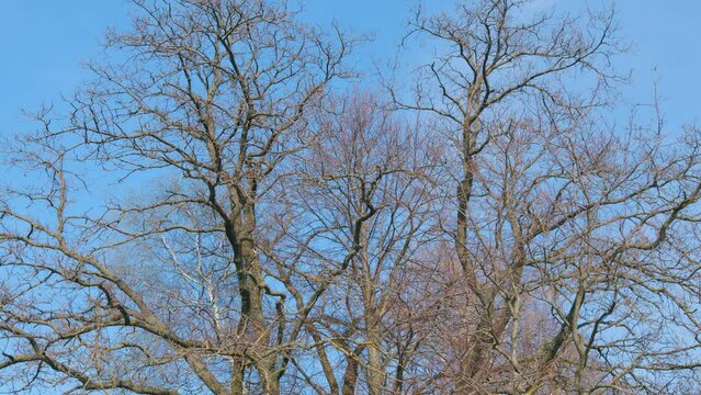 Oak tree limbs in contrast against a clear blue refreshing spring sky. Towering overhead with rough bark. Pan.