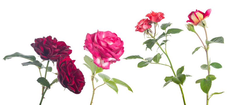 Four Large And Small Roses On Stem Isolated Group