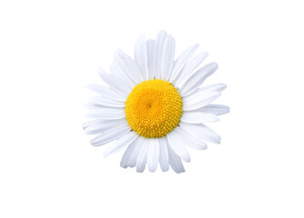 Fototapeta na wymiar Daisy blossom isolated on white background