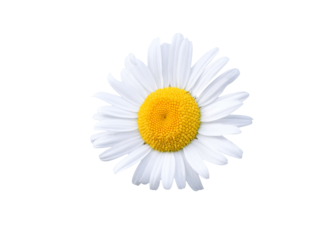 Daisy blossom isolated on white background
