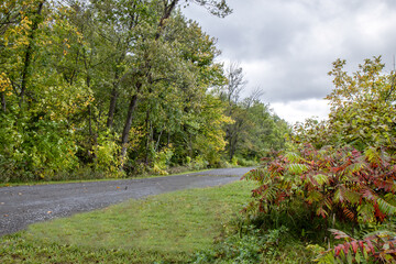 Low angle view of a gravel walking and cycling path through a forest, daytime, cloudy, nobody