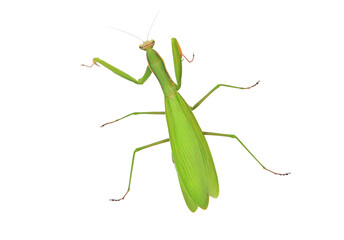 Praying mantis isolated on white
