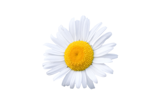 Daisy blossom isolated on white background