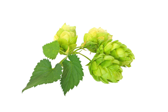 Green hops on white background