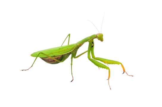 Praying mantis isolated on white