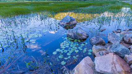 Rocks and Water Lilies In A Wetland Landscape With Mountain Reflections On The Water
