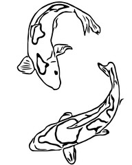 koi fish design sketch no background and PNG format